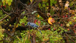 Fall nature 4/6 - One hour of Canada's beautiful autumn foliage and wildlife in 4K
