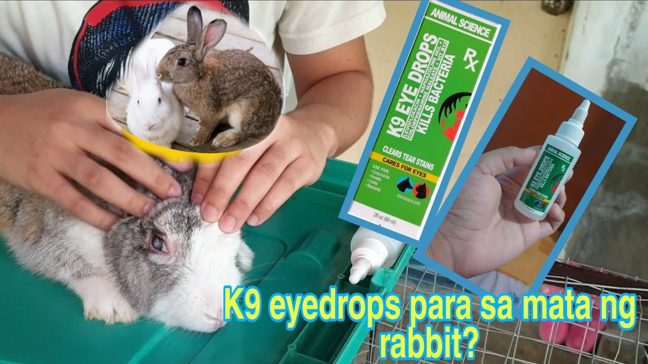 gamot para sa mata ng rabbit - YouTube