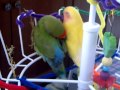 Lovebirds wish and lola preening and napping