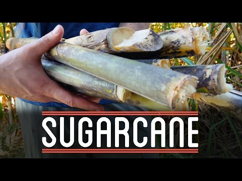 Sugarcane | How to Make Everything: Chocolate Bar