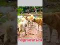 Puppy barking - it vovulashi #funny