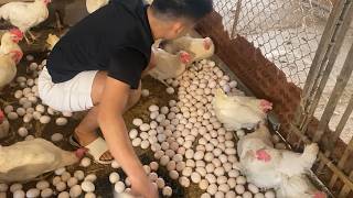 Farm Life: Collecting Fresh Chicken Eggs Every Morning.
