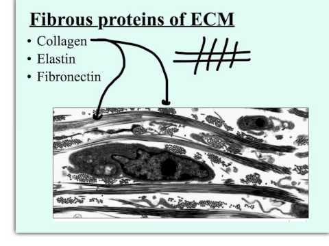 ECM.1