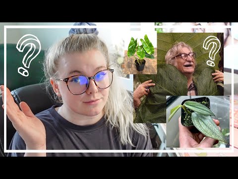 Video: Pothos vai Philodendron: atšķirības starp Pothos un Philodendrons