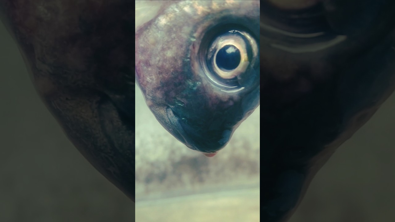 fish fry#short #viral #food #cooking #trending