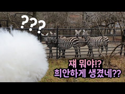 🇨🇿친구 발로 차지 마 !  얼룩말한테 화내는 비숑 | Don't Kick Your Friend !