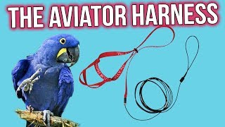 HARNESS TRAINING MY BABY HYACINTH MACAW LOVE FOR THE FIRST TIME! The aviator harness