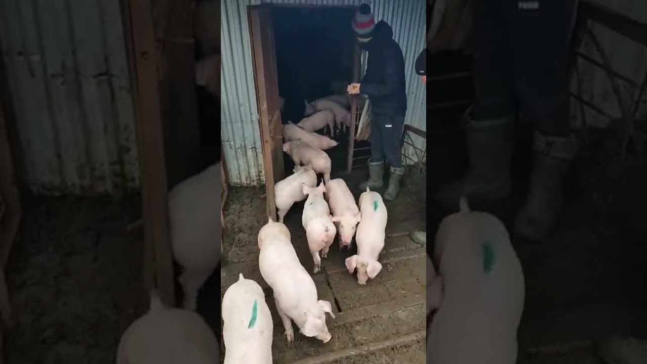 Купить Свиней Живым Весом Ростов