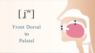 [ ʝʷ ] voiced labialized dorsal palatal non sibilant fricative