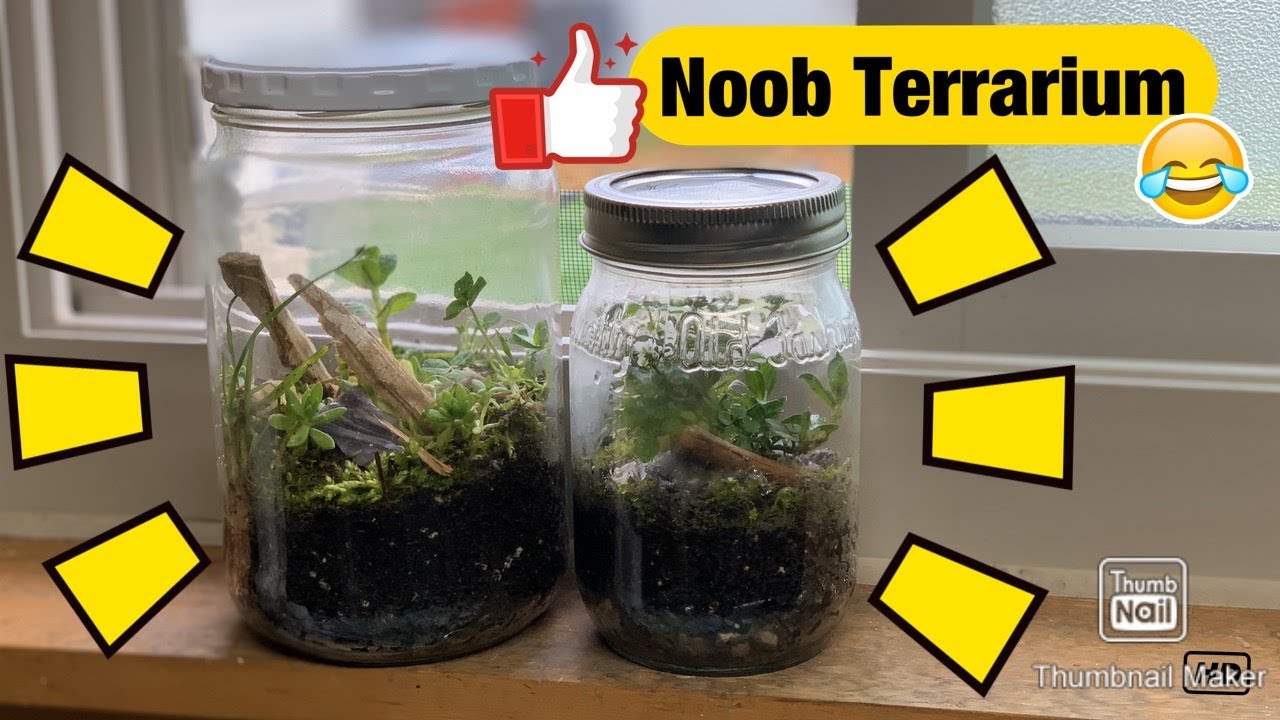 DIY Noob Terrarium How to Make an Ecosphere YouTube