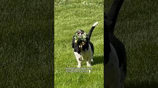 Puppy banned from garden after volunteering to help