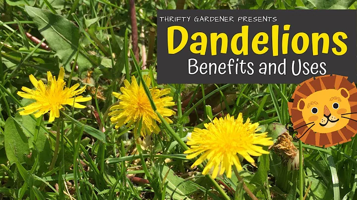 Are dandelions a painkiller? (2023)