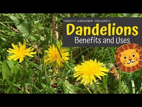 Video: Dandelion Tshuaj