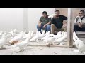 Андижанские голуби Андижан Кептерлери Андижон Кабутари Andijan Pigeons