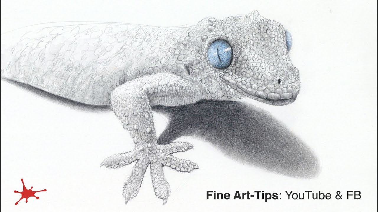 HOW TO DRAW A GECKO - Narrated