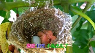 1100623~0712-自然-野生綠繡眼孵蛋與餵養