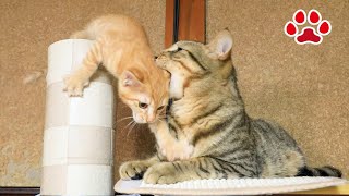 【70日目】子猫部屋で怯え、猫部屋で頭を吸われた日【瀬戸のミエル日記】