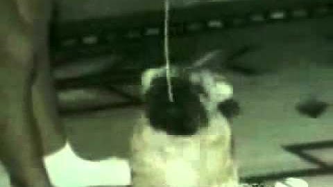 Funny People and Animals from www metacafe com