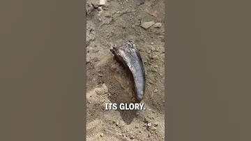 Unearthing a T-rex tooth! 🦷🦖  -  🎥 duranosaur