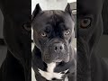 Bu şirin küçüyün ayaqqabıları çox gözəldir- amma biri buna çox qızdı.#shorts