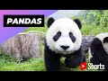 Pandas  one of the worst mothers in the animal kingdom shorts pandas animalkingdom