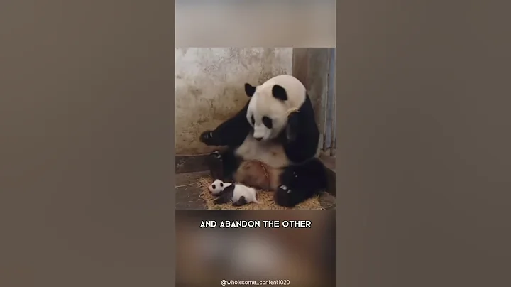 Pandas 🐼 One Of The Worst Mothers In The Animal Kingdom #shorts #pandas #animalkingdom - DayDayNews