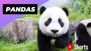 Pandas One Of The Worst Mothers In The Animal Kingdom 