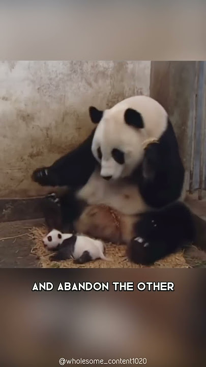 Pandas 🐼 One Of The Worst Mothers In The Animal Kingdom #shorts #pandas #animalkingdom