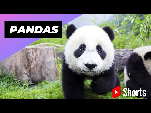 Pandas 🐼 One Of The Worst Mothers In The Animal Kingdom #shorts #pandas #animalkingdom class=