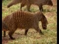 Deadly Mongoose Battle | BBC Earth