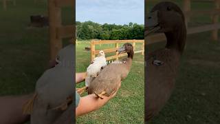 My Favourite Sound Ever