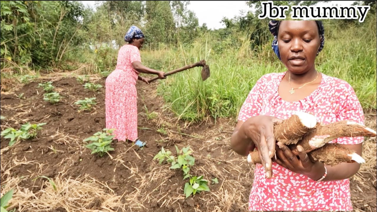 African Village Life: Preparing Fresh Cassava for Breakfast at My Village Homestead