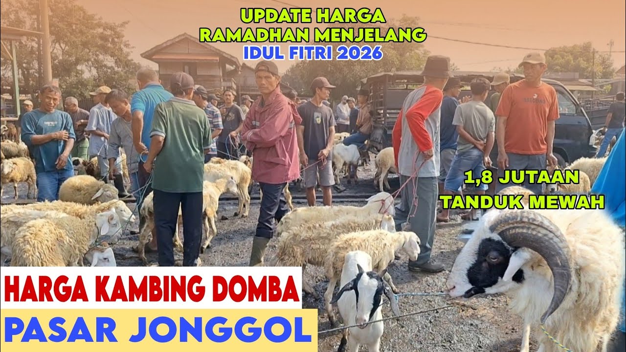 UPDATE HARGA KAMBING DOMBA PASAR JONGGOL BULAN PUASA RAMADHAN JELANG IDUL FITRI HARI INI 2026