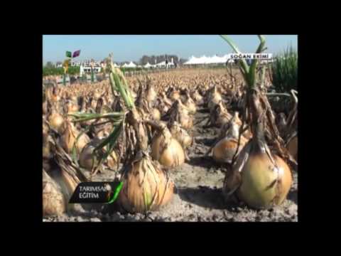 Video: Soğan Güvesi Ile Savaştayız
