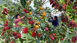 Fruit and vegetable drinks collection: a variety of fruit harvest, do 8 kinds of summer drinks