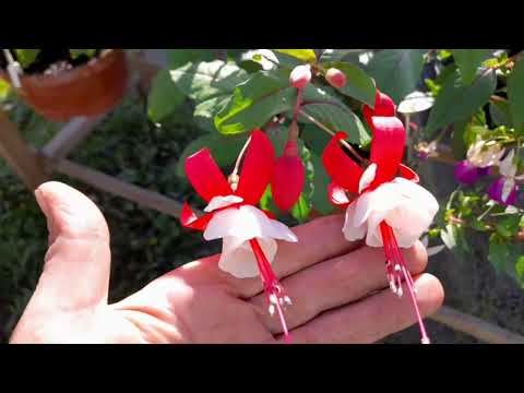 ТАКУ КРАСУ ВИРОСТИТЬ МОЖЕ КОЖЕН ФУКСІЮ ТА АМПЕЛЬНУ ПЕТУНІЮ #субтитри #popular #easy #subtitles