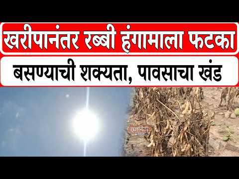 Solapur News : खरीपानंतर रब्बी हंगामाला फटका बसण्याची शक्यता, पावसाचा खंड...। Rajniti News
