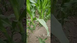 Weed Control Is Always The Key. #organicfarming #agriculture #maizefarming #ashcotv