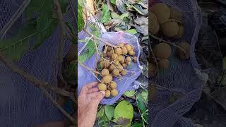 Download Lagu klengkeng terenak dan termanis .keset tidak berair.new ceistal #shortvideo #fruit MP3