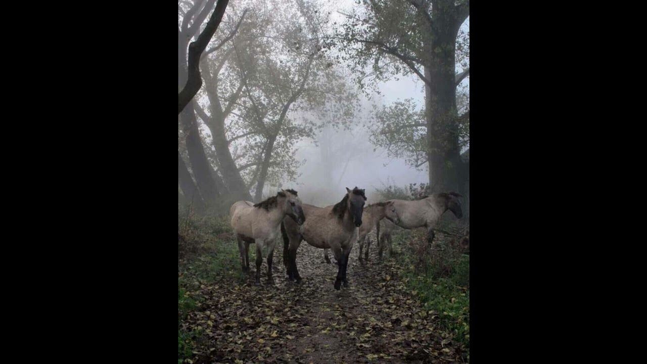 [FREE FOR PROFIT] TRAP TYPE BEAT - PARTNER (PROD.99)