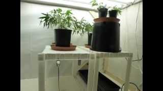 3 Techniques Growers Talent Explained