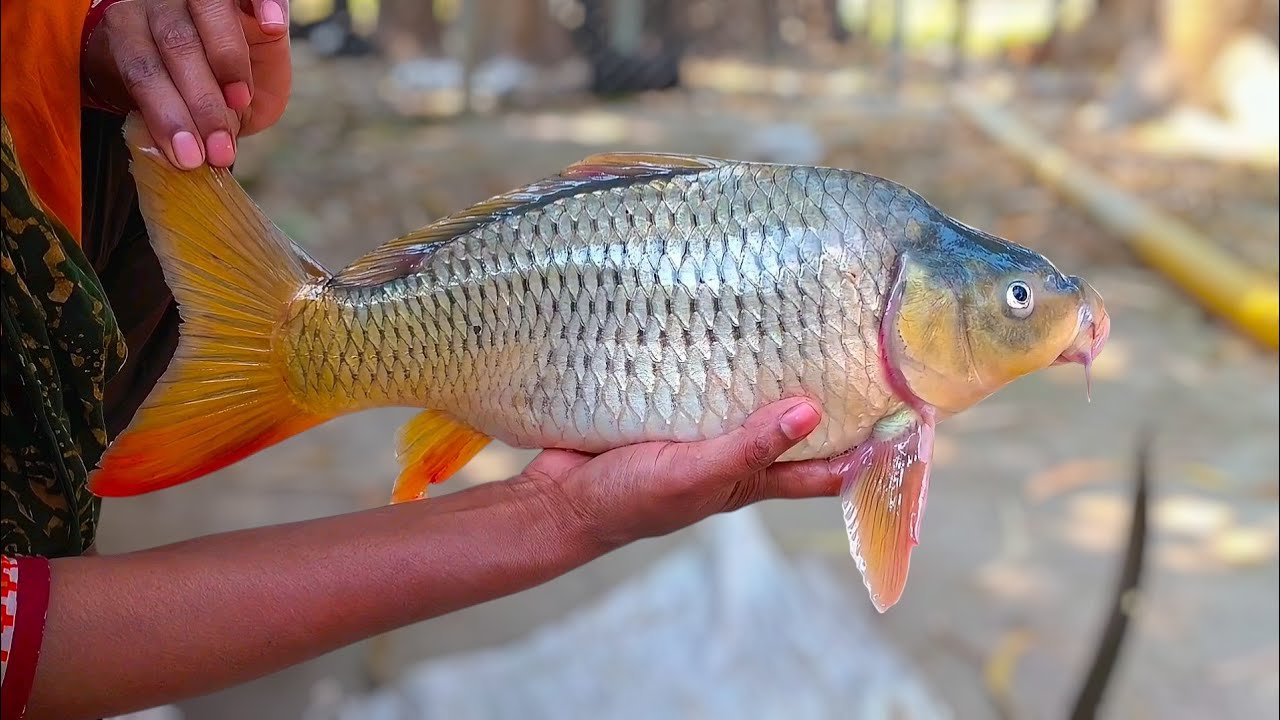Amazing Cutting Skills | Big carp fish cleaning & Cutting - YouTube