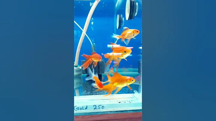 Fancy Gold Fish #shorts #youtubeshorts #viral #trending #goldfish #fish