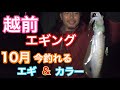 【エギング】10月に釣れるエギ &カラーはこれ！