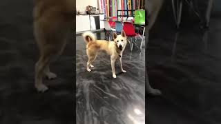 Chocolate the gorgeous Jindo Husky