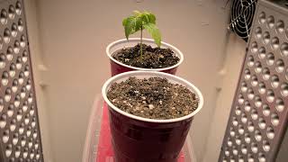 Micro Grow Update 2!
