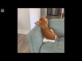  cute puppies doing funny things 2019  2  cute vn