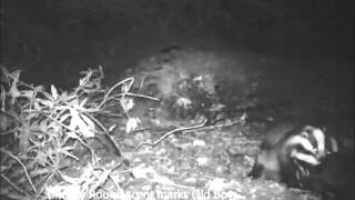 Badger family at satellite sett
The Badger family up at the Satellite Sett. Lots of interesting behaviour and you can hear the male purring. Badger family at satellite sett