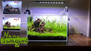 Making an Iwagumi nano aquascape : high tech 6 gallon aquarium with ember tetras