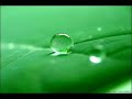 Rain forest sounds ( Best version)